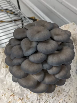 Blue Oyster <span>(Pleurotus Ostreatus)</span> Grow Kit