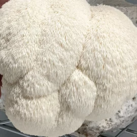 Lion's Mane <span>(Hericium Erinaceus)</span> Grow Kit