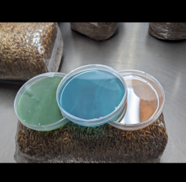 Premium Pre-Poured Agar Dishes for Mushroom Cultivation 10-Count