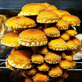 Chestnut <span>(Pholiota Adiposa)</span></br> Grow Kit