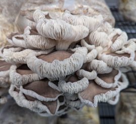 Italian Oyster <span>(Pleurotus Pulmonarius)</span> Grow Kit