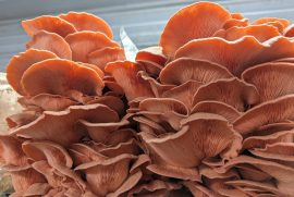 Pink Oyster <span>(Pleurotus Djamor)</span></br> Grow Kit