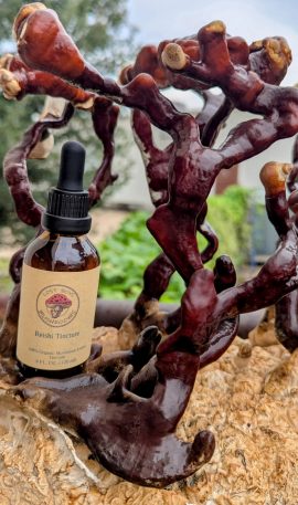 Reishi Mushroom Extraction